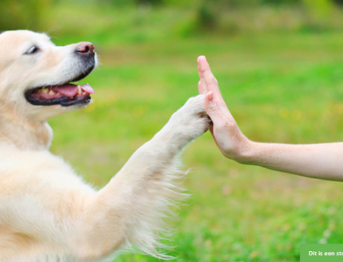 Knul zoekt gezin met lieve hond