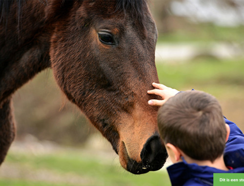 Lieve huismus zoekt rustig nestje