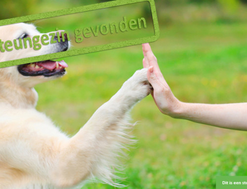 Ben jij de hondentemmer die deze jongen zoekt?
