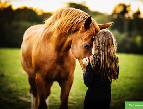 Plekje gezocht voor paardenfan (11)