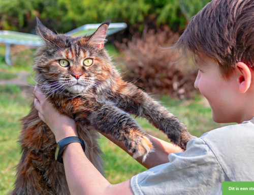 Mag deze dierenvriend bij jullie spelen én zijn Nederlands oefenen?