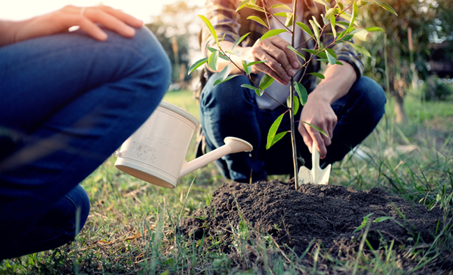 Young,Man,Gardener,,Planting,Tree,In,Garden,,Gardening,And,Watering