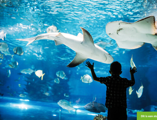 Van haaientanden tot spelletjes: wie doet er mee?