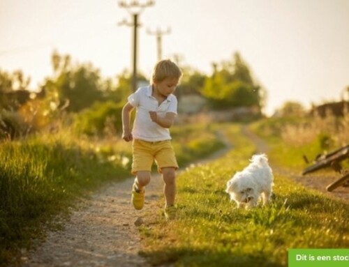 Deze dierenvriend zoekt een speelplek